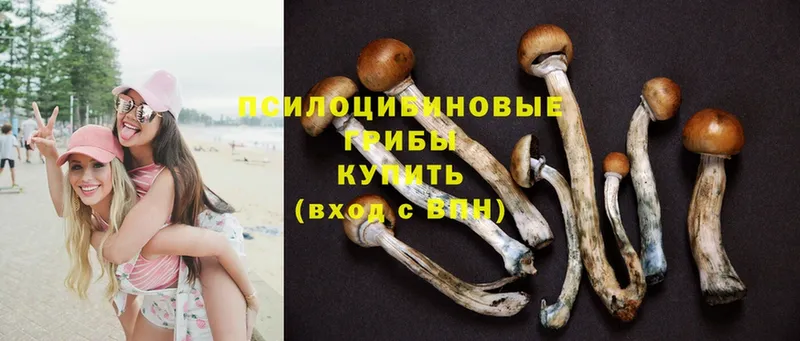 Галлюциногенные грибы Psilocybine cubensis  Борзя 